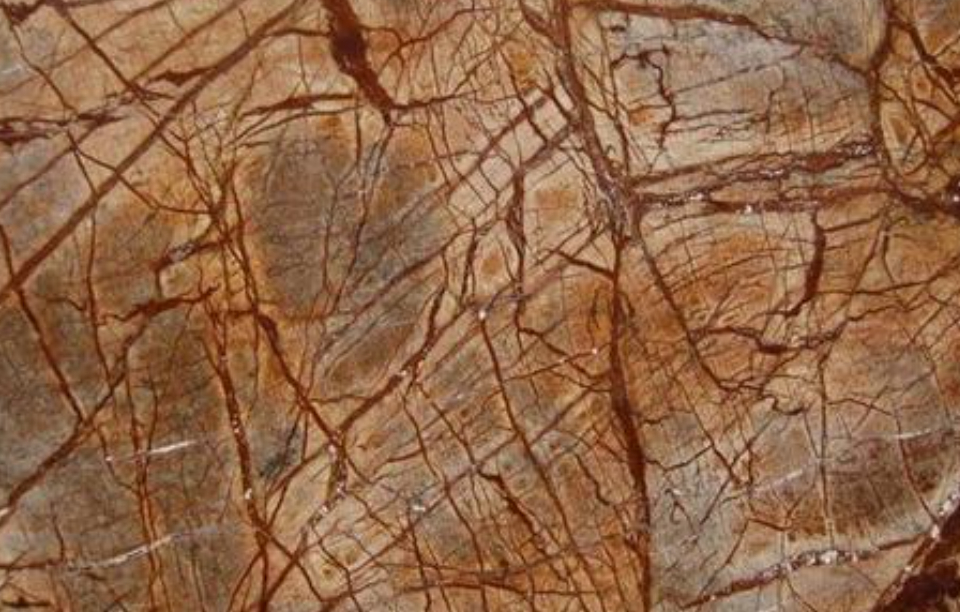 Rainforest Brown